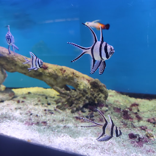 Tropical Fish Store «Tropi-Quatics Pet Center», reviews and photos, 337 S Main St, Lombard, IL 60148, USA