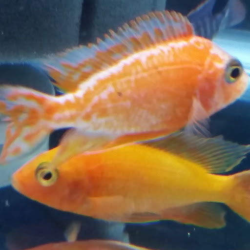 Pet Store «Plattsmouth Pets», reviews and photos, 430 Main St, Plattsmouth, NE 68048, USA