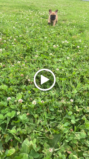 Pet Store «PV Pets», reviews and photos, 233 S Broadway, Pennsville, NJ 08070, USA