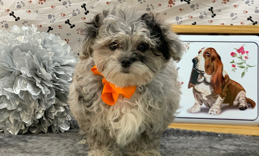 Pet Store «Happiness Is Pets», reviews and photos, 15 W Golf Rd, Arlington Heights, IL 60005, USA