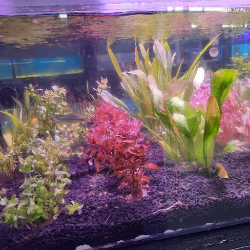 Pet Store «Coral Reef Pet Center», reviews and photos, 7723 W Lawrence Ave, Norridge, IL 60706, USA