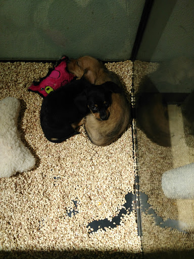 Pet Store «Critter Cabana», reviews and photos, 516 E 1st St, Newberg, OR 97132, USA