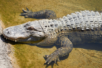 Alligator Baie à Saint-Pourçain-sur-Besbre