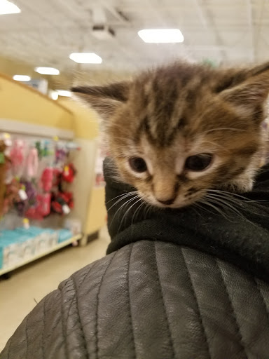 Pet Supply Store «PetSmart», reviews and photos, 2500 Posner Blvd, Davenport, FL 33837, USA