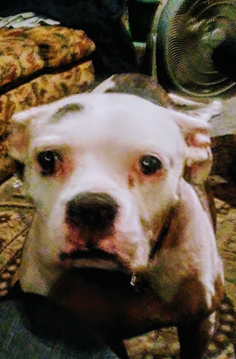 Thrift Store «Goodwill Retail Store of Springfield – Chestnut Crossing», reviews and photos, 425 S Western Ave, Springfield, MO 65802, USA