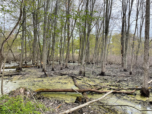 Nature Preserve «Mud Lake Bog Nature Preserve», reviews and photos, 905 E Elm Valley Rd, Buchanan, MI 49107, USA