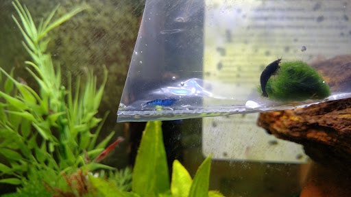 Tropical Fish Store «Aquarium Boutique», reviews and photos, 9035 Garland Rd, Dallas, TX 75218, USA