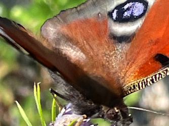 Stichting Hortus Nijmegen