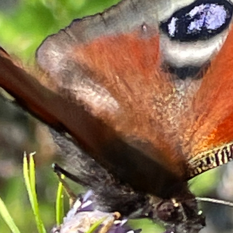 Stichting Hortus Nijmegen