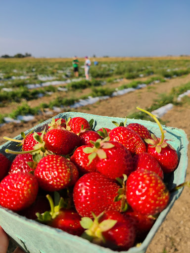 Produce Market «Berry Patch Farms», reviews and photos, 13785 Potomac St, Brighton, CO 80601, USA