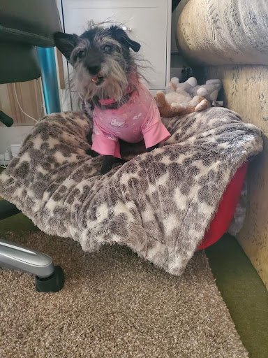 Pet Store «Pet Paradise Grooming», reviews and photos, 1115 Pueblo Blvd Way, Pueblo, CO 81005, USA