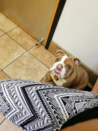 Pet Supply Store «PetSmart», reviews and photos, 2940 Chapel Hill Rd, Douglasville, GA 30135, USA