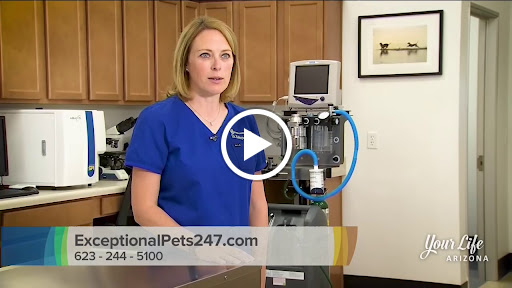 Pet Supply Store «Pet Club Cave Creek», reviews and photos, 4725 E Carefree Hwy, Cave Creek, AZ 85331, USA