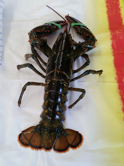 Gour Maine Lobster