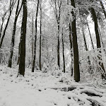 Photo n°2 de l'avis de Tatjana.a fait le 16/01/2021 à 13:31 sur le  Greimerather Forst à Greimerath