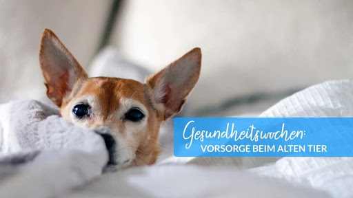 Kleintierpraxis Stelle, Prakt. Tierärztin Dr.med.vet. Tatjana Rusch unter Stelle, 