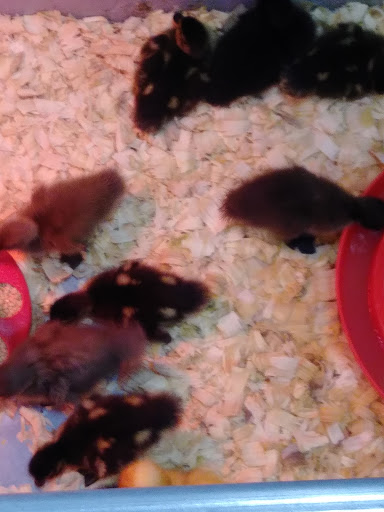 Home Improvement Store «Tractor Supply Co.», reviews and photos, 378 Elmira Rd, Ithaca, NY 14850, USA