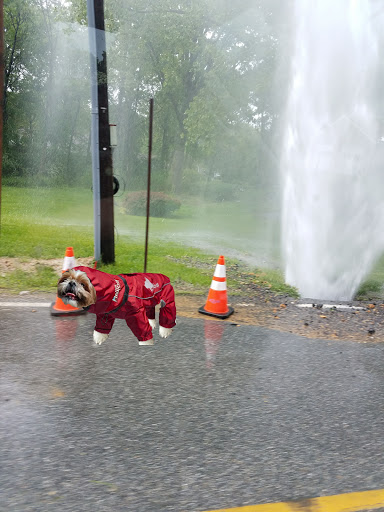 Country Club «The Springhaven Club», reviews and photos, 600 S Providence Rd, Wallingford, PA 19086, USA