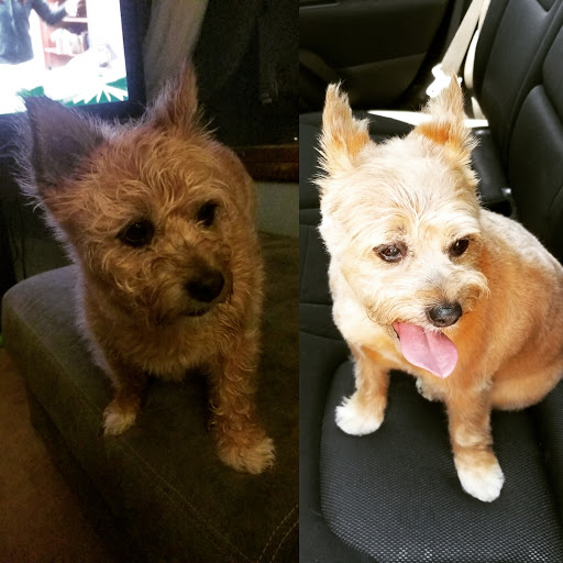 Pet Groomer «Dirty Paws Dog Spa», reviews and photos, 113 Mayo Rd, Edgewater, MD 21037, USA