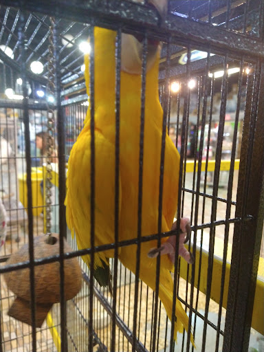 Pet Store «Exotic Tropical Petworld LLC.», reviews and photos, 1716 W Hackberry Ave, McAllen, TX 78501, USA