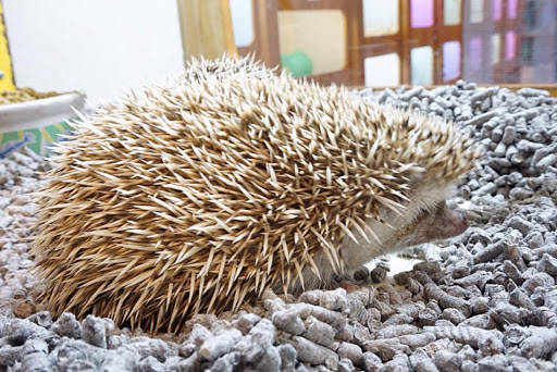 Pet Store «Forever Pets Inc», reviews and photos, 1030 Basse Rd, San Antonio, TX 78212, USA