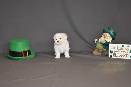 Pet Store «Puppy City», reviews and photos, 3343 Valley Pike, Winchester, VA 22602, USA