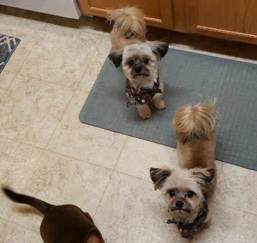 Pet Groomer «Mutt Hutt», reviews and photos, 1214 Main Ave, Moorhead, MN 56560, USA