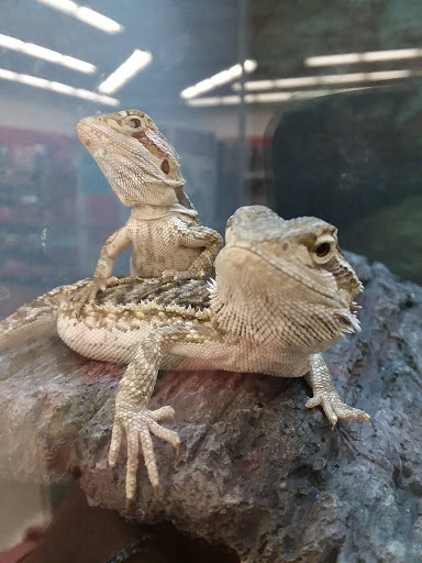 Pet Supply Store «Petco Animal Supplies», reviews and photos, 4012 W 27th Ave, Kennewick, WA 99337, USA