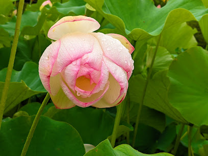 熊野(ゆや)の清水