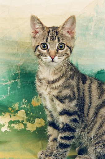 Del propietario