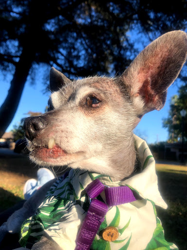 Pet Supply Store «Pet Project», reviews and photos, 548 S Spring St, Los Angeles, CA 90013, USA