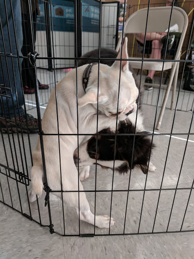 Pet Supply Store «Petco Animal Supplies», reviews and photos, 2434 W Brandon Blvd, Brandon, FL 33511, USA