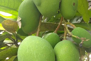 Sourav Mishra's Mango Garden image