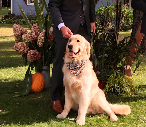 TLC Dog Spa and Groom