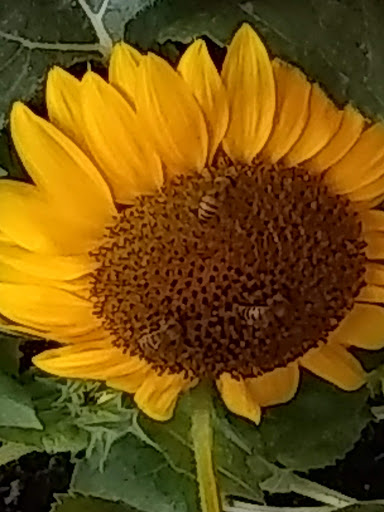 Shopping Mall «Braelinn Village Shopping Center», reviews and photos, 548 Crosstown Drive, Peachtree City, GA 30269, USA