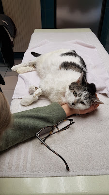 Clinique vétérinaire de Pierrefontaine à Mulhouse