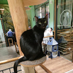 Photo n°3 de l'avis de Rebecca.h fait le 25/03/2024 à 15:02 sur le  Katzentempel Leipzig Mitte à Leipzig