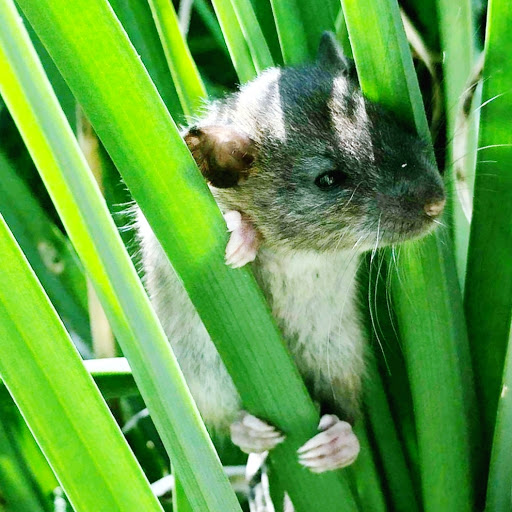 Park «Powell Butte Nature Park», reviews and photos, 16160 SE Powell Blvd, Portland, OR 97236, USA