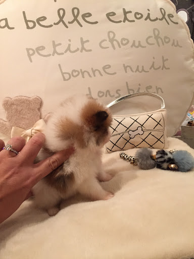 Pet Supply Store «Woof Woof Puppies & Boutique», reviews and photos, 29555 Northwestern Hwy, Southfield, MI 48034, USA