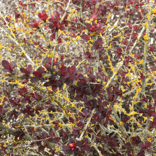 Winery «Trisaetum Winery», reviews and photos, 18401 NE Ribbon Ridge Rd, Newberg, OR 97132, USA