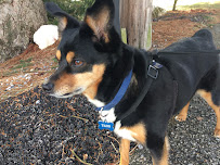 Sophie’s Friends’ Pet Sitting, LLC - Photo 8 - Car repair in , York