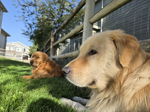 Apex Veterinary Specialists - Dermatology image