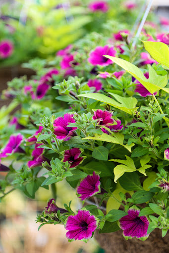 Plant Nursery «Blooming Acres», reviews and photos, 7561 State Rd, Wadsworth, OH 44281, USA