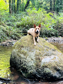Mountain Dog Inc - Photo 5 - Car repair in Bellevue, WA, Bellevue