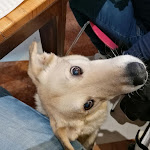 Photo n°2 de l'avis de Fabio.a fait le 15/02/2022 à 06:21 sur le  Altro Impero Pizza&Natura à Verona