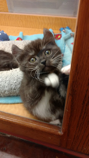 Pet Store «Animal Ark», reviews and photos, 175 S 500 E St, American Fork, UT 84003, USA