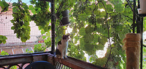 Pension pour chats à Menton