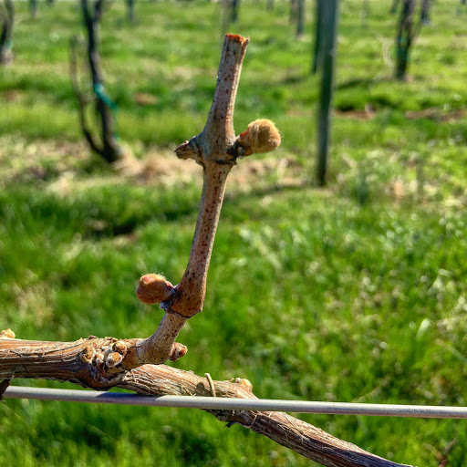 Winery «Blumenhof Winery», reviews and photos, 13699 MO94, Dutzow, MO