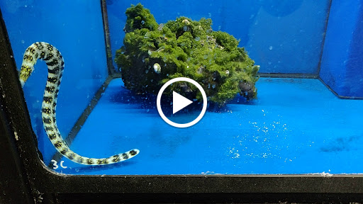 Pet Supply Store «Pet Club Fairfield», reviews and photos, 5125 Business Center Dr, Fairfield, CA 94534, USA