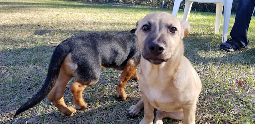 Park «Lutz Dog Park», reviews and photos, 122 1st Ave SW, Lutz, FL 33548, USA